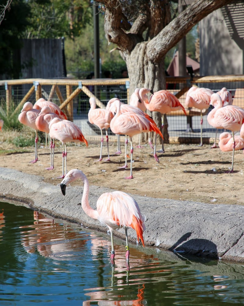 Southern Arizona Attractions Alliance