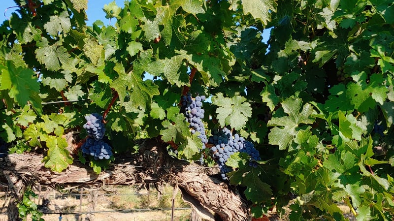 Chandler Reach Vineyards