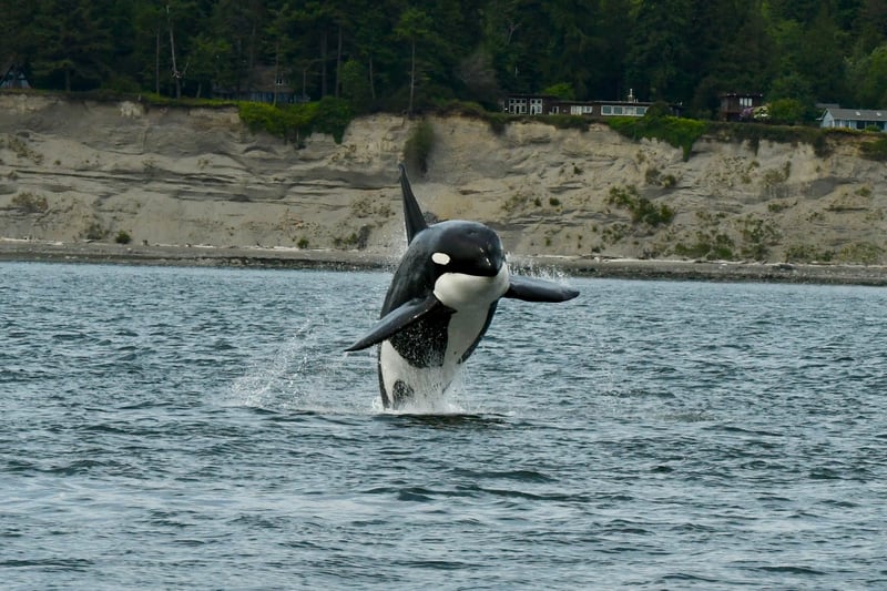 Blue Kingdom Whale & Wildlife Tours