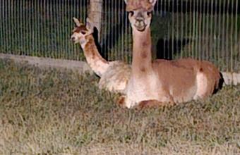 Angie's Alpaca Paradise