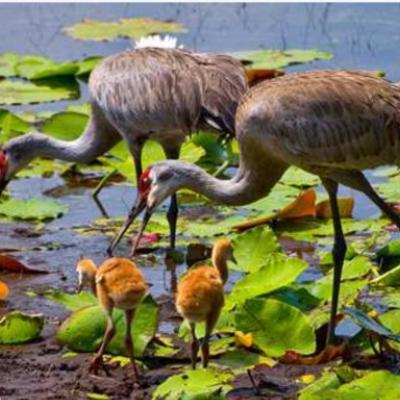 Northern Everglades Adventures