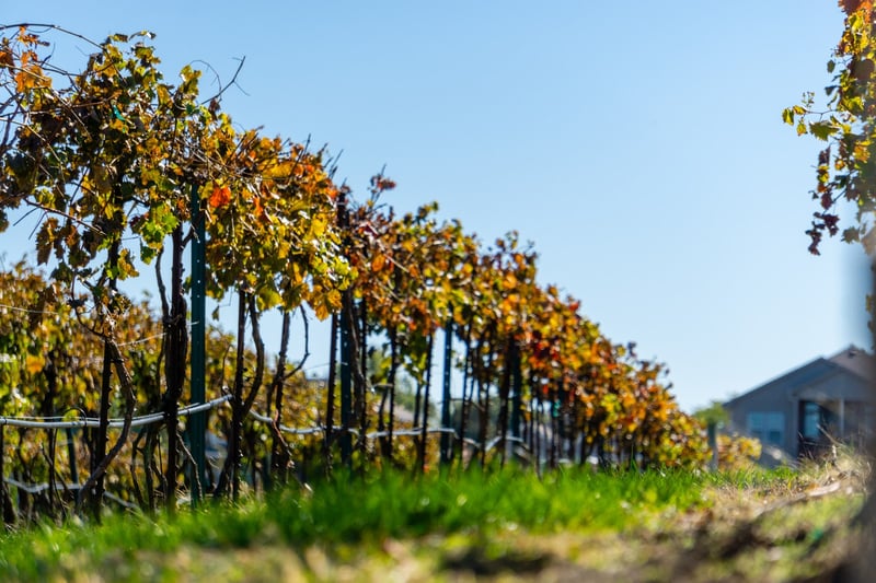 Rowe Ridge Vineyard & Winery