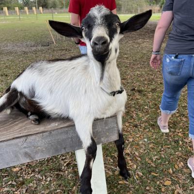 Bell Family Farm and Apiary LLC
