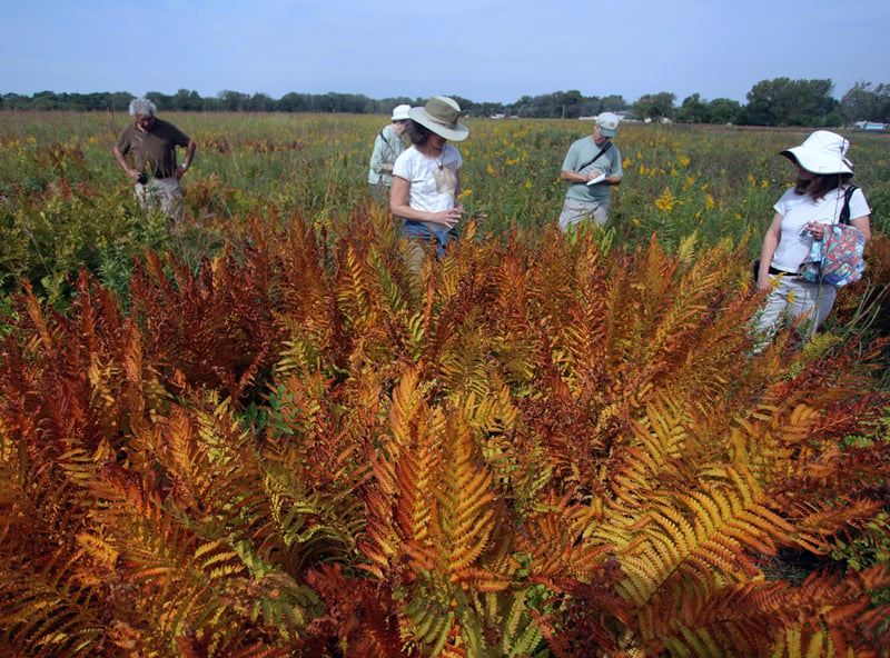 Indian Boundary Prairies - Gensburg-Markham Prairie