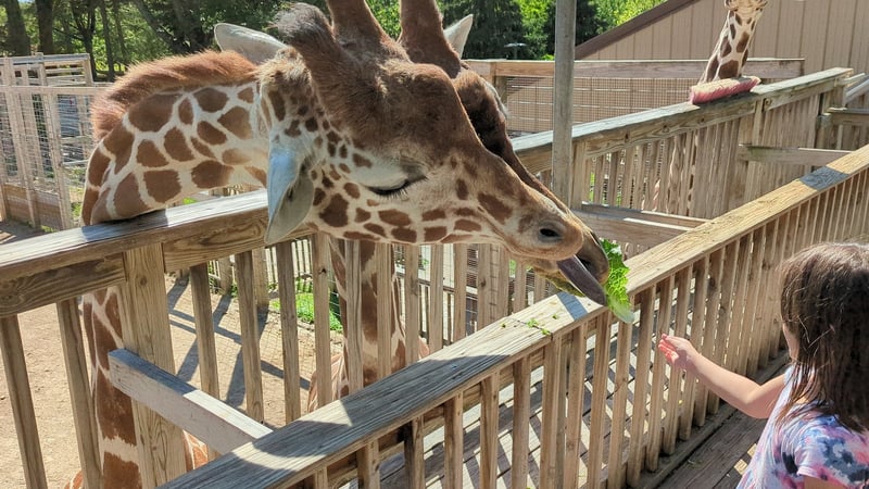 Elmwood Park Zoo