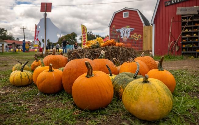 Knightongale Farm Pumpkin Patch & Fall Festival