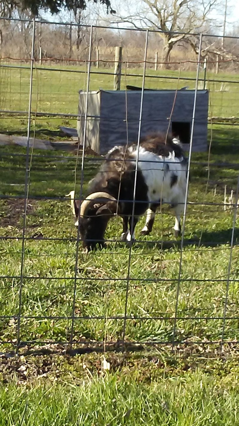 The Barnyard