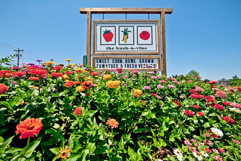 Bush-N-Vine Farm