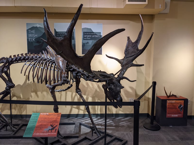 North Museum of Nature and Science