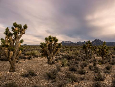 Spring Mountain National Recreation Area Information Sign