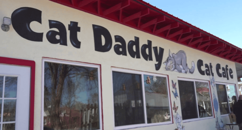 Cat Daddy's Cat Café