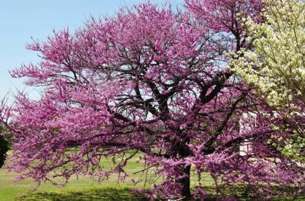 UT Gardens Knoxville