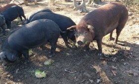 Elysium Farm LLC