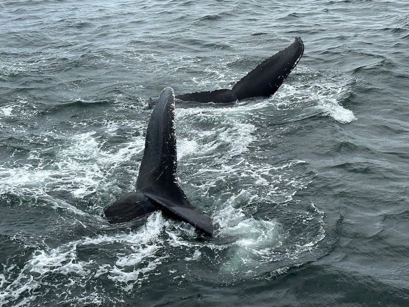 Dolphin Whale Watch